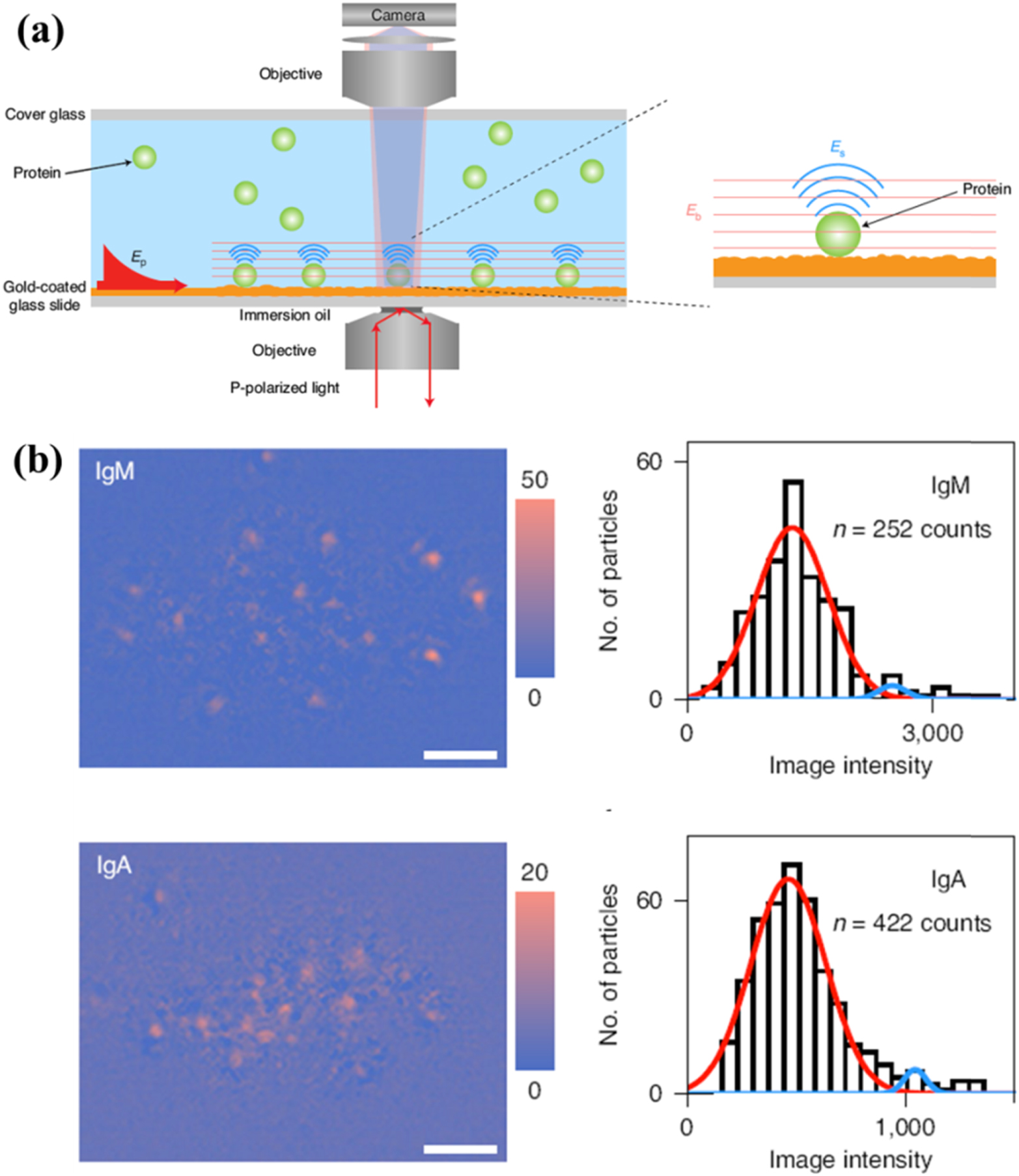 Review—Advances in Surface Plasmon Resonance Microscopy and Its ...