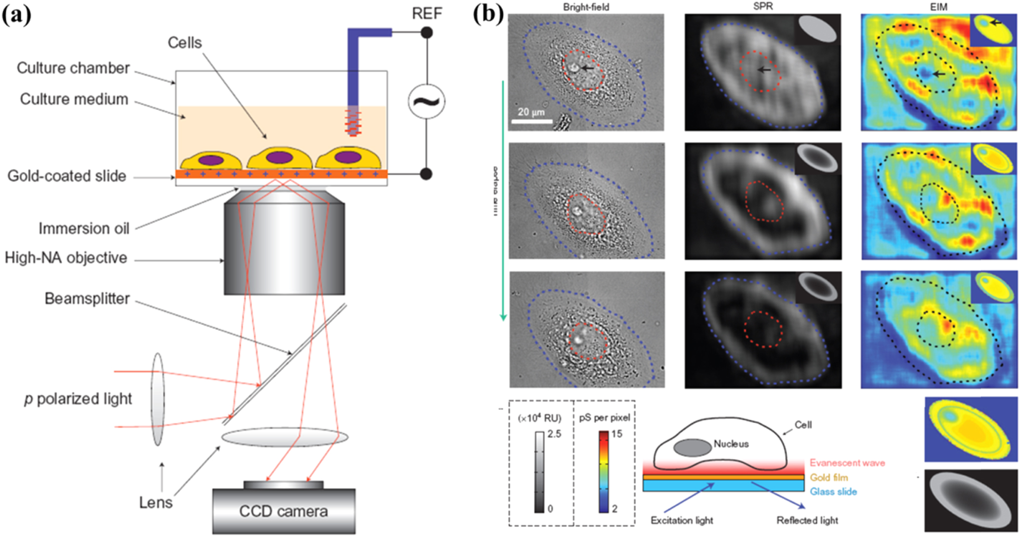 Review—Advances in Surface Plasmon Resonance Microscopy and Its ...