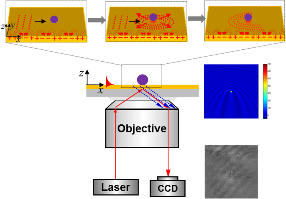 Review—Advances in Surface Plasmon Resonance Microscopy and Its ...