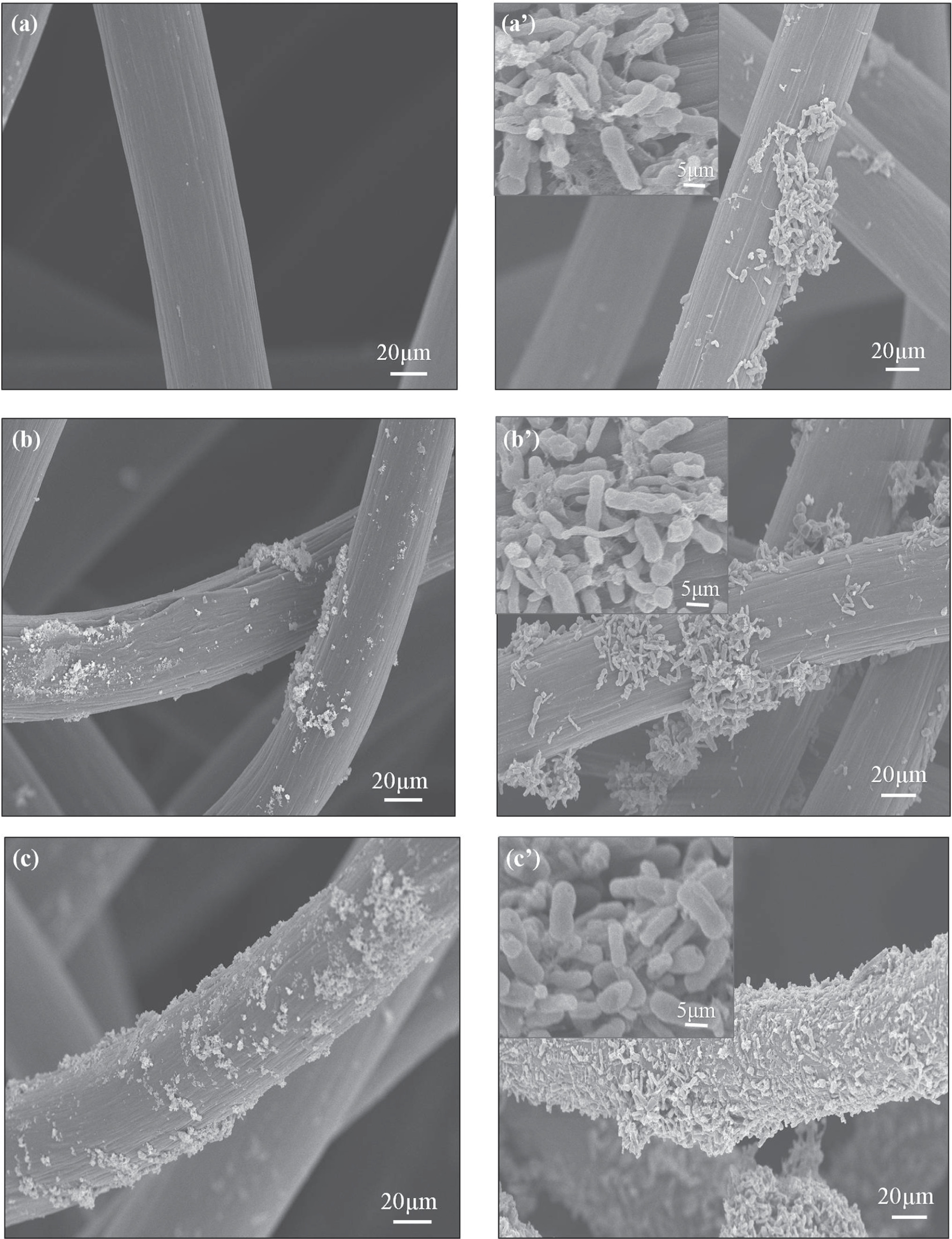 Formaldehyde Cell High-Efficiency Degradation of Formaldehyde and Bioelectricity ...