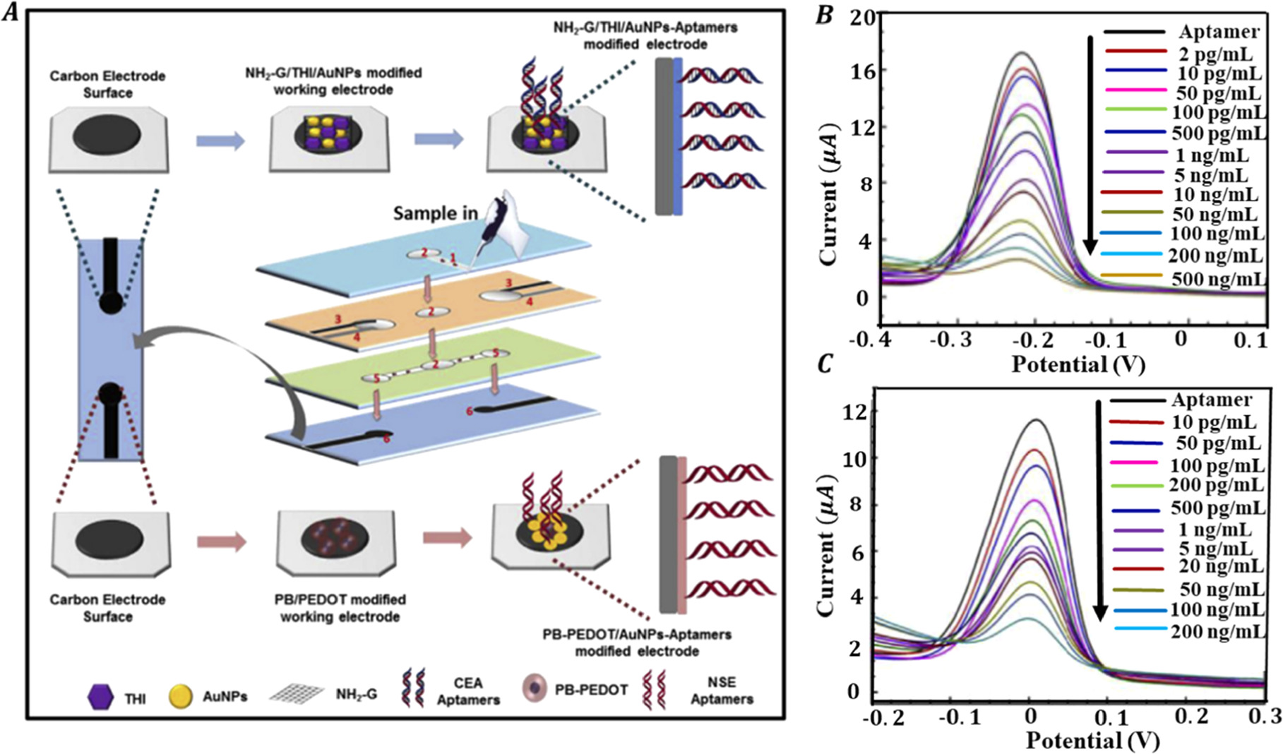 イメージ Titanium Carbide (Ti3C2Tx) MXene as Efficient Electron/Hole