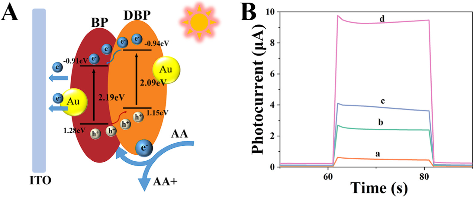 In Situ Heterojunction-based PEC Sensor Coupled with LSPR for Sensitive ...