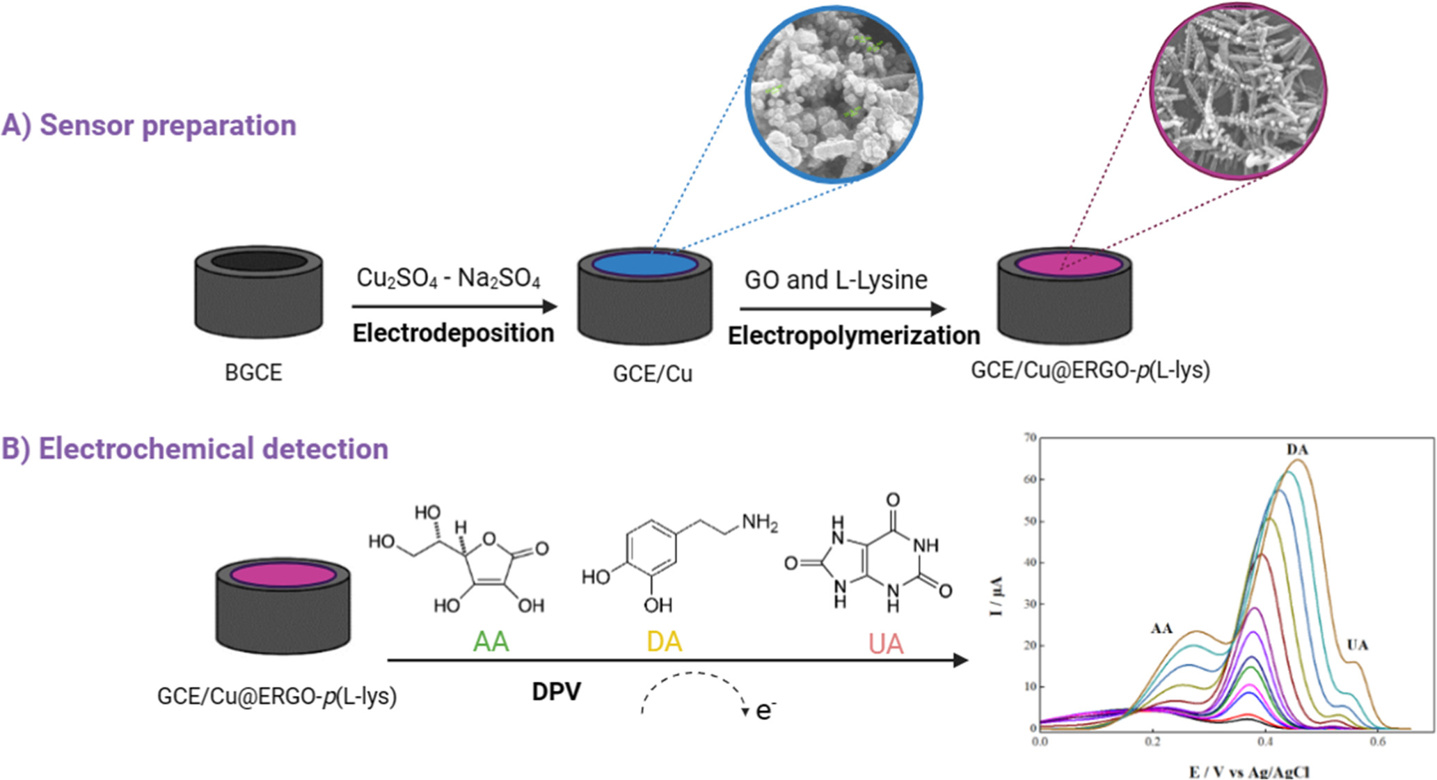Development of a Cu@ERGO-p(L-Lys) Modified GCE Electrochemical Sensor ...