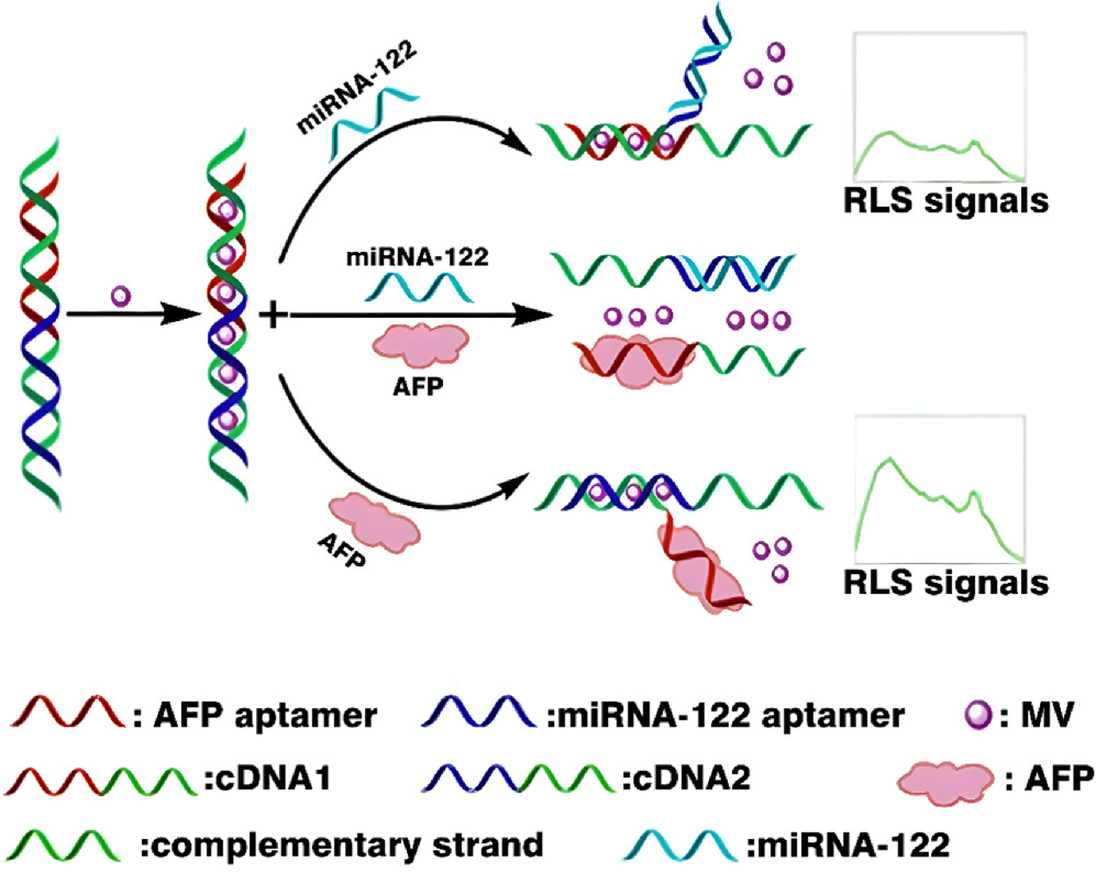 Review—Electrochemical Biosensors for Alpha-Fetoprotein Detection ...