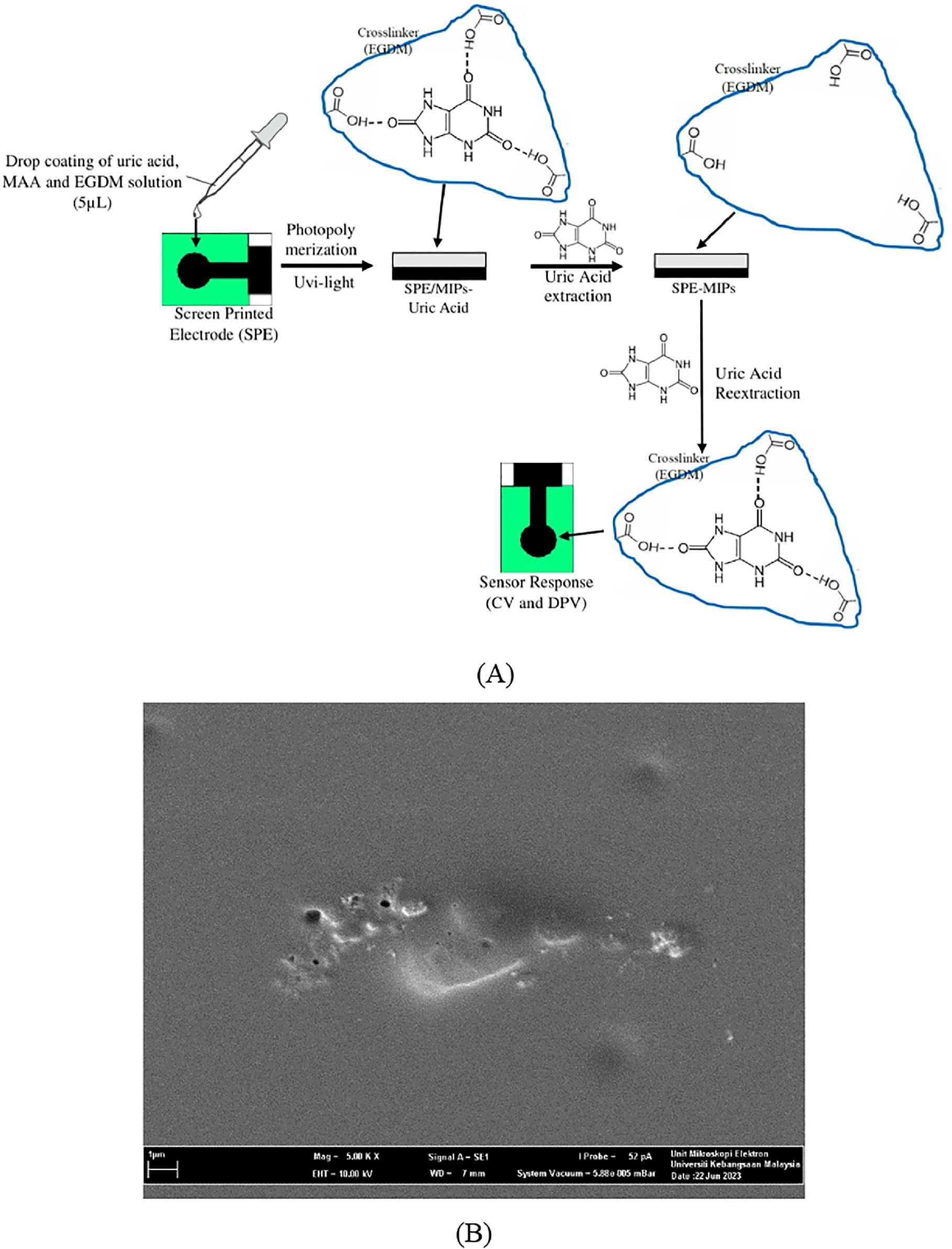 A Non-Enzymatic Electrochemical Uric Acid Sensor Based on a Screen ...
