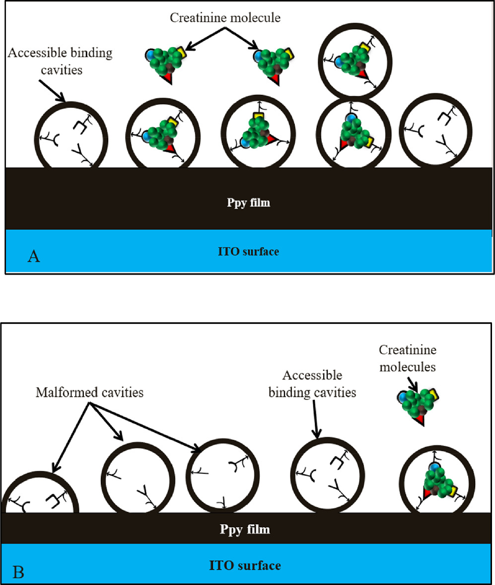 Enhanced Affinity of Molecularly Imprinted Polypyrrole Film for ...