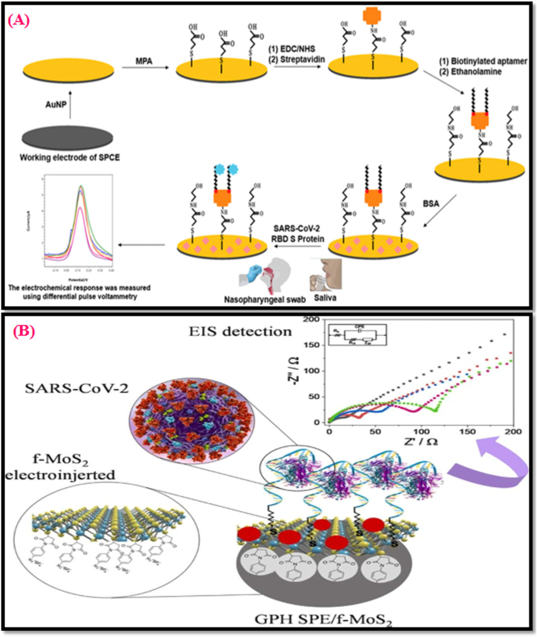 Unveiling Transformation from Electrochemical Biosensors to Commercial ...