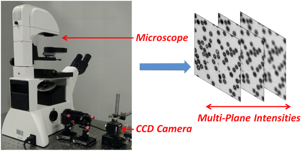 In-focus quantitative intensity and phase imaging with the numerical ...