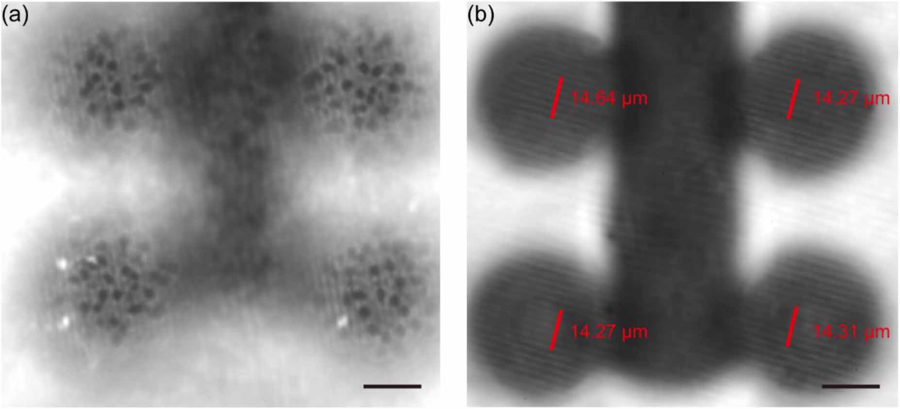 Scanning microsphere array optical microscope for efficient and large ...