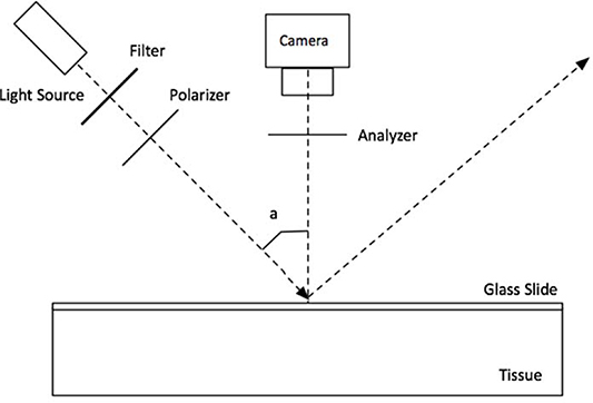 A review of polarization-based imaging technologies for clinical and ...