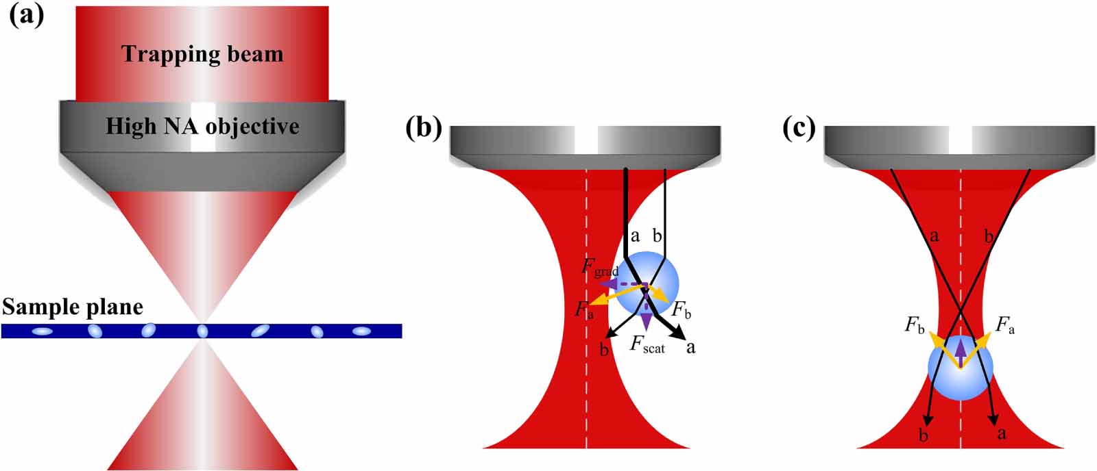 Orbital angular momentum in optical manipulations - IOPscience