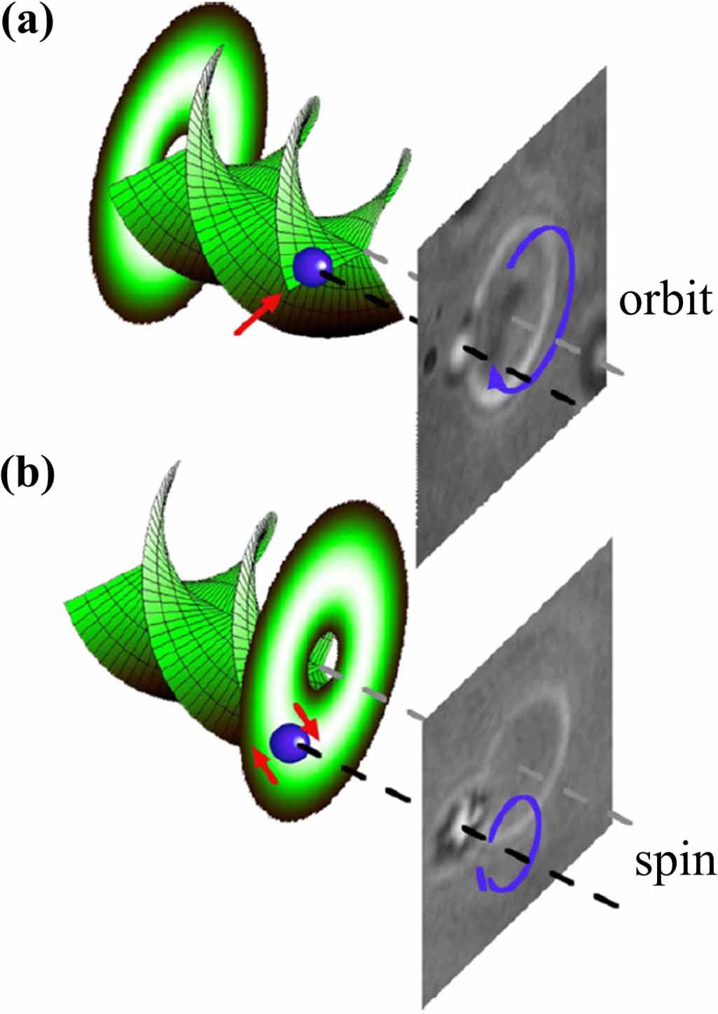 Orbital angular momentum in optical manipulations - IOPscience
