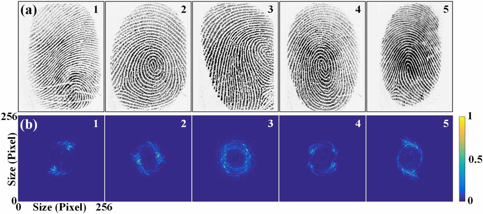 An optical fingerprint recognition method based on diffraction field ...