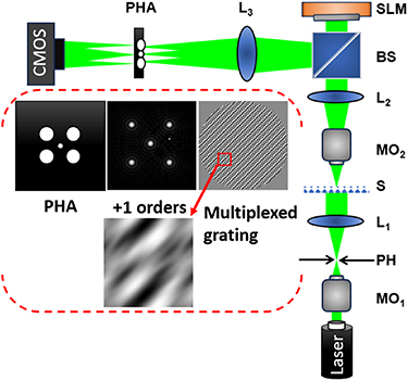Single shot phase stepping common-path digital holographic microscopy ...