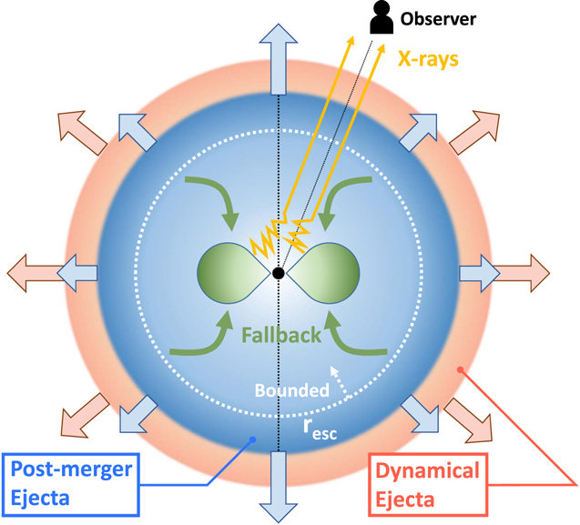 Fallback Accretion Model for the Years-to-decades X-Ray
