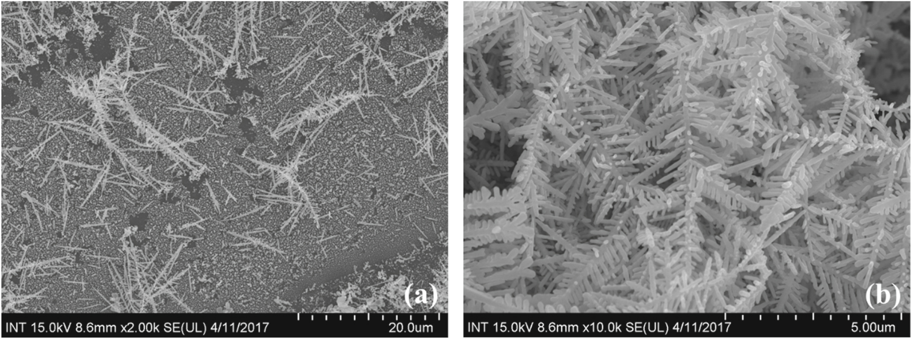 Silver Disc Science Formation of silver nanoparticles and their application for suppressing ...