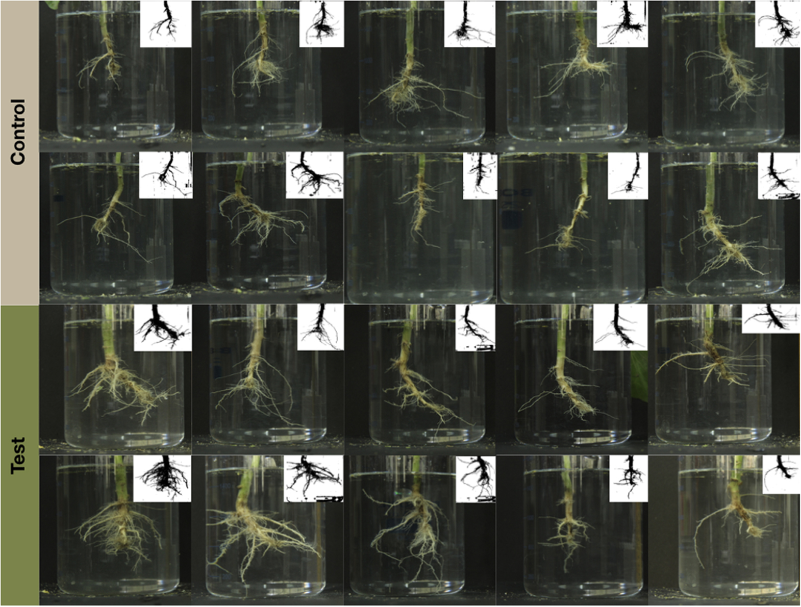Nano pyrite driven root foraging increases production of the