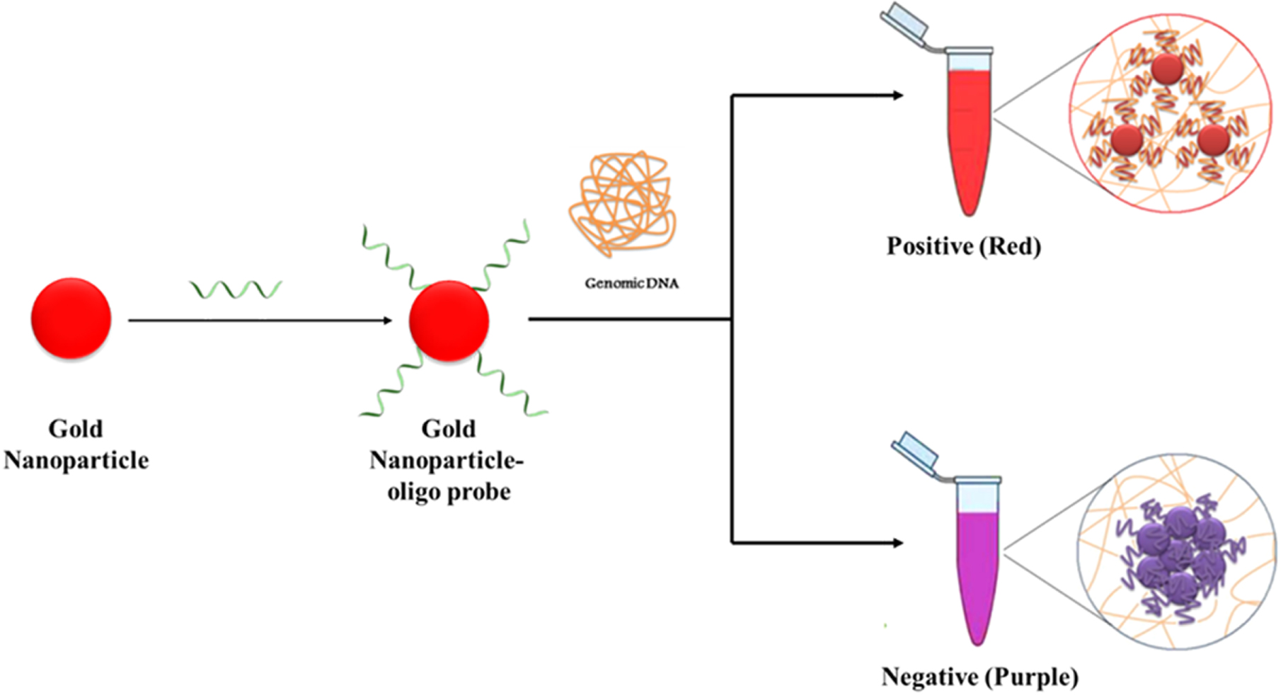 A review on applications of gold nanoparticles-based biosensor for ...