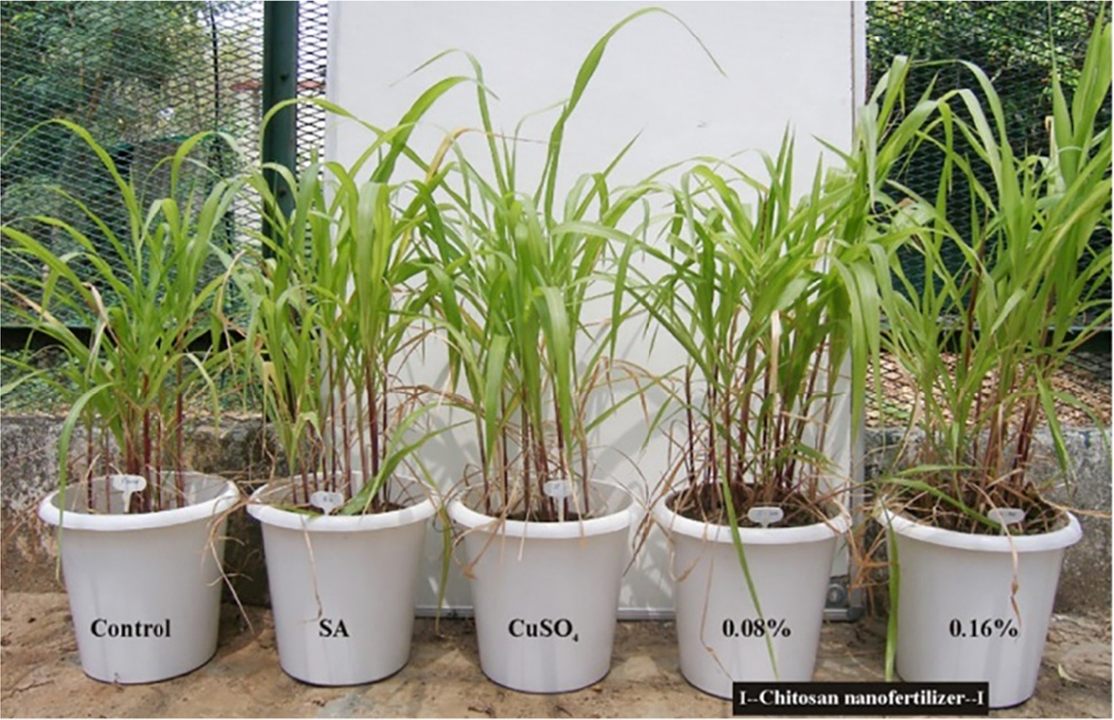 Nanotechnology-driven biofertilizers: a green and revolutionary ...