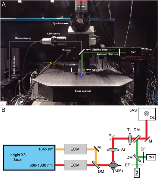 Tutorial: multiphoton microscopy to advance neuroscience research ...