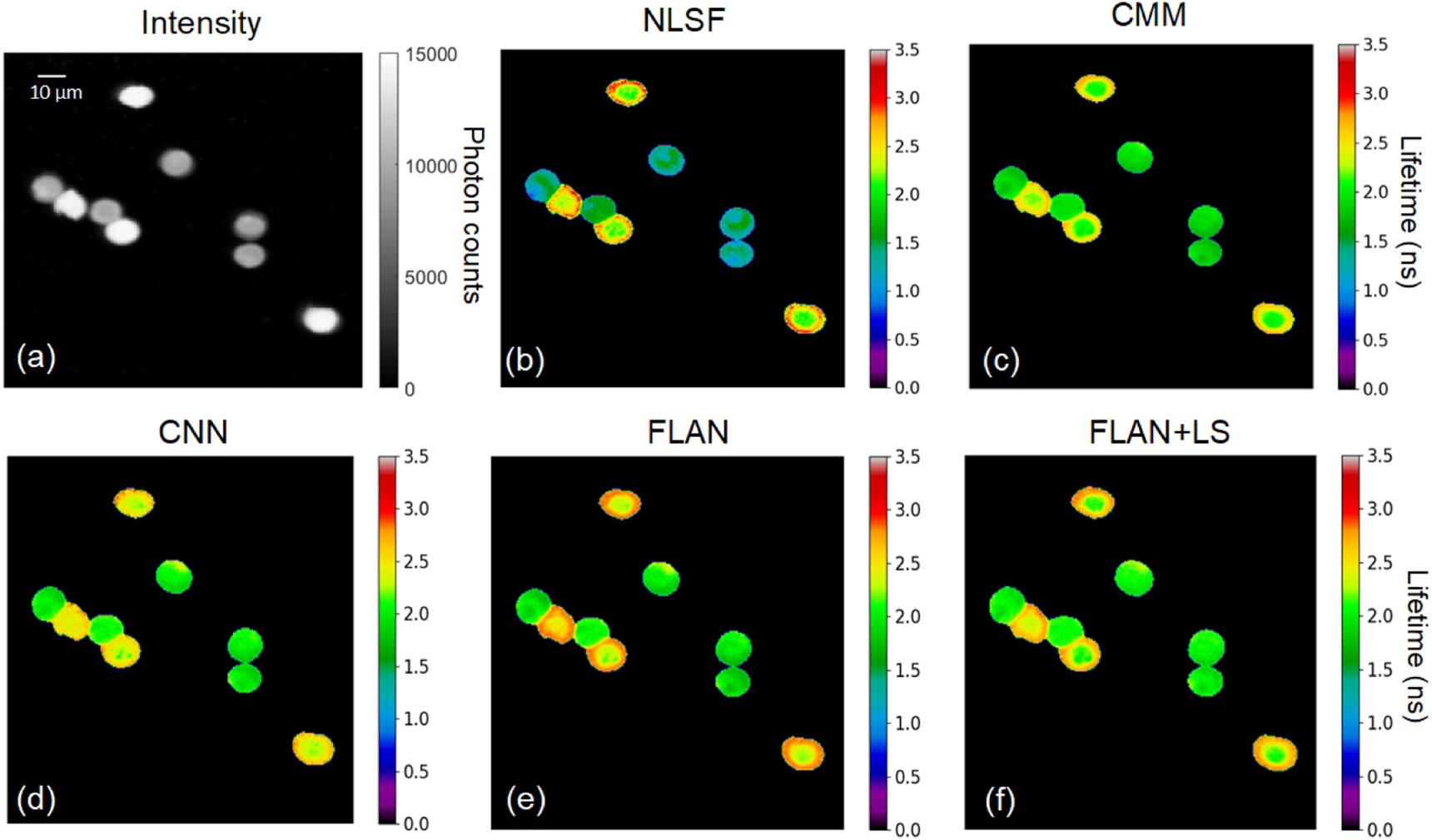 Compact and robust deep learning architecture for fluorescence lifetime ...