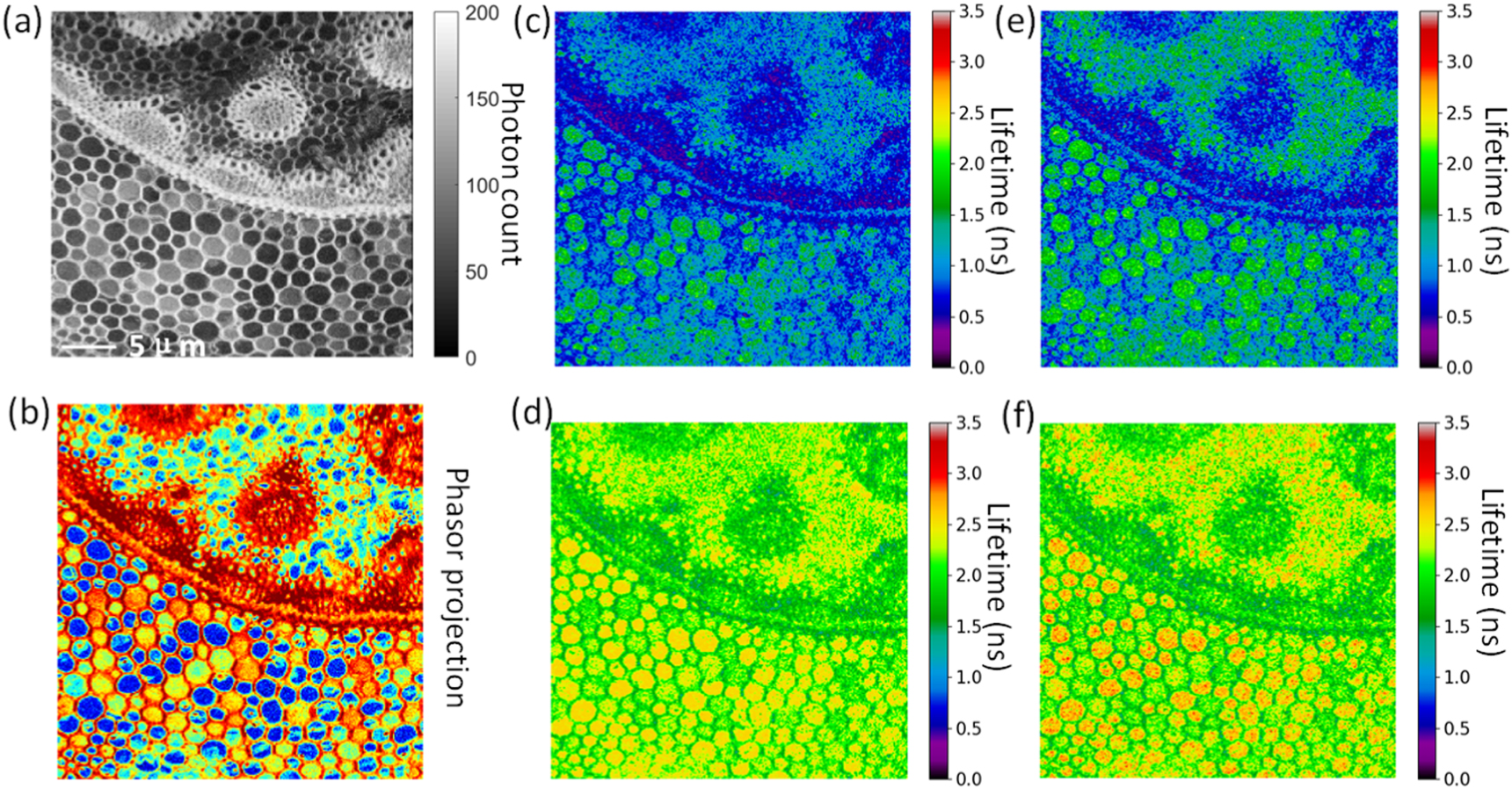 Compact and robust deep learning architecture for fluorescence lifetime ...