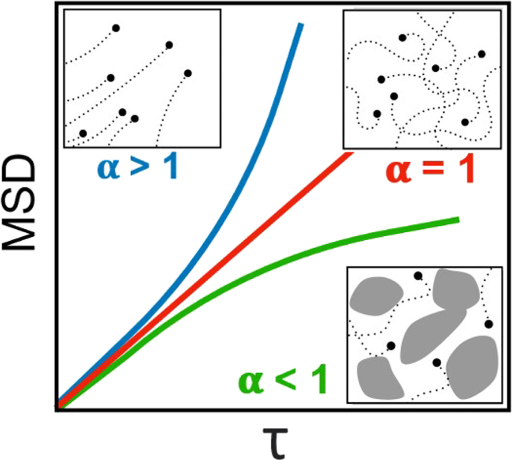 Comparison of MSD analysis from single particle tracking with MSD from ...