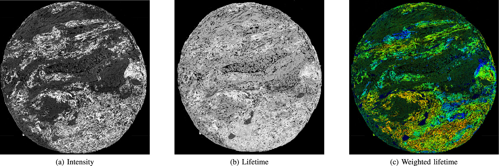 Figure 2. Refer to the following caption and surrounding text.