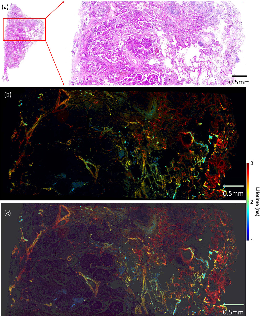 Figure 6. Refer to the following caption and surrounding text.