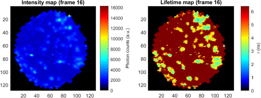 Figure 7. Refer to the following caption and surrounding text.