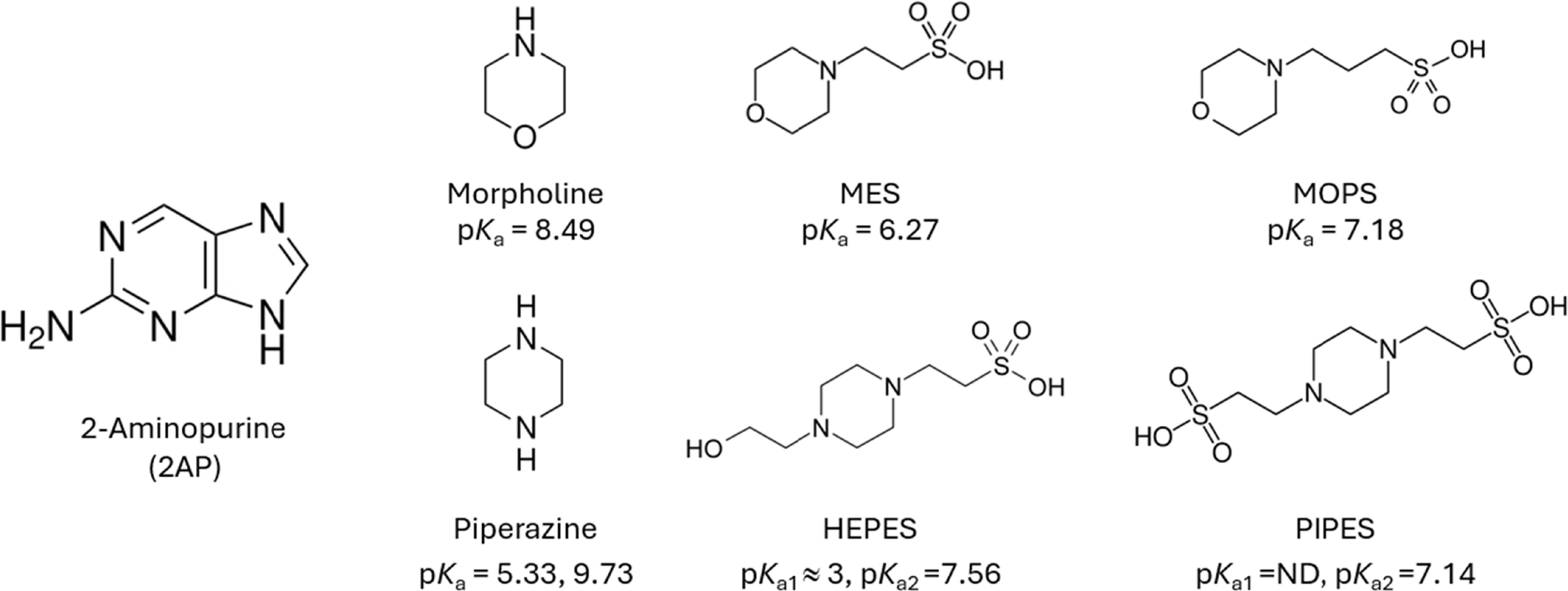 Mechanistic basis for 2-aminopurine quenching by morpholine- and ...