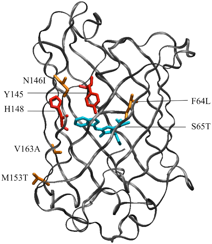 Ecfp Engineering fluorescent proteins towards ultimate performances: lessons ...