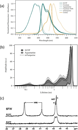 Ecfp Engineering fluorescent proteins towards ultimate performances: lessons ...