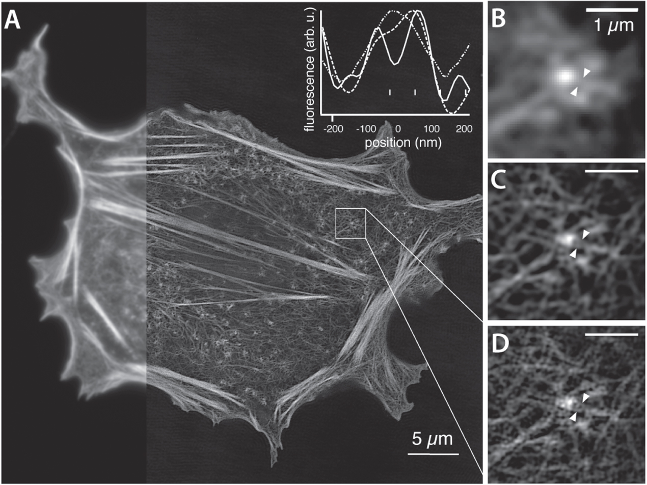 Optical Micrograph Resolution An introduction to optical super-resolution microscopy for the ...