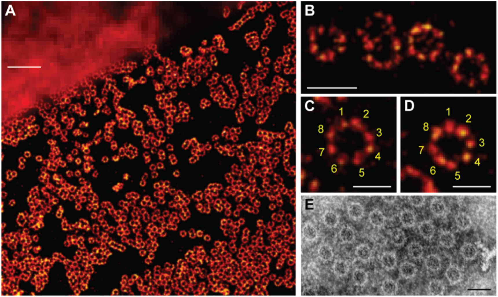 Super Résolution Microscopy An introduction to optical super-resolution microscopy for the ...
