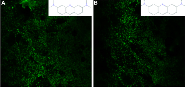 Opp Staining Using FDA-approved drugs as off-label fluorescent dyes for optical ...