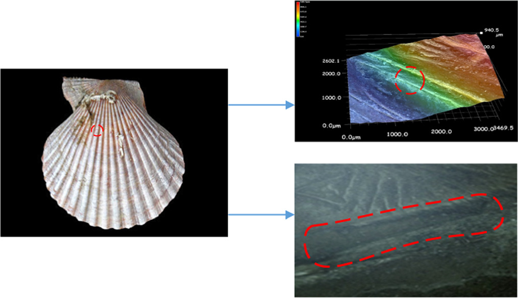 Effect of bionic texture on the lubrication efficiency and mechanical ...