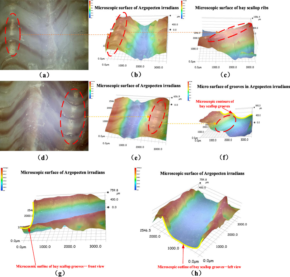 Effect of bionic texture on the lubrication efficiency and mechanical ...