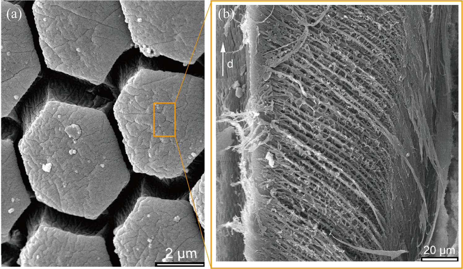 Bio- and bioinspired textures for enhancing friction forces - IOPscience
