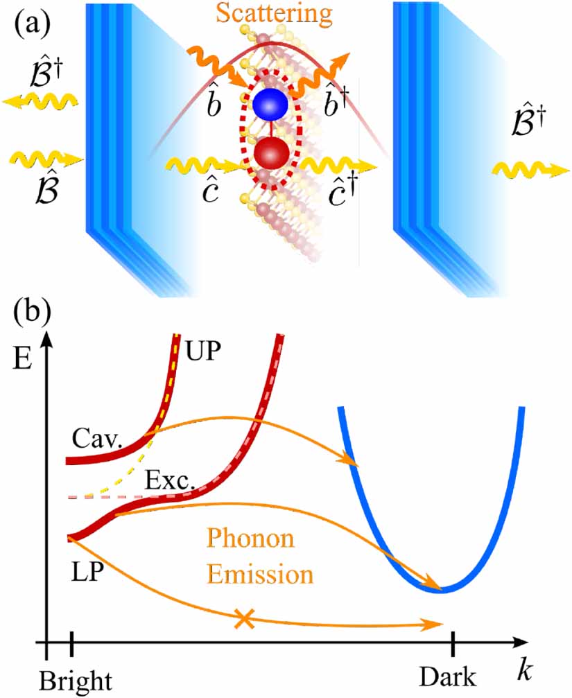 Signatures of dark excitons in exciton–polariton optics of transition ...