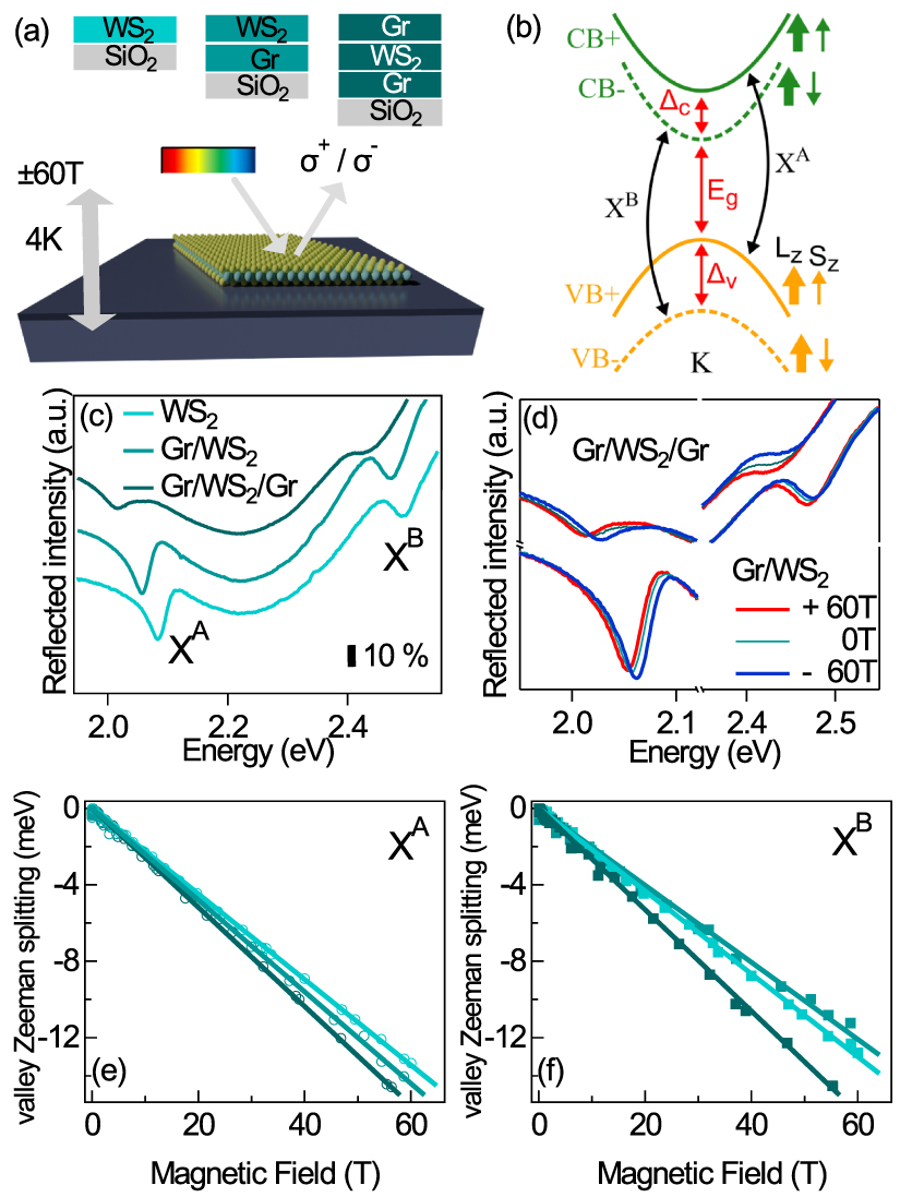 Proximity-enhanced valley Zeeman splitting at the WS2/graphene ...