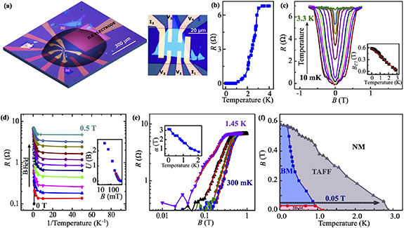 Transient vortex dynamics and evolution of Bose metal from a 2D ...