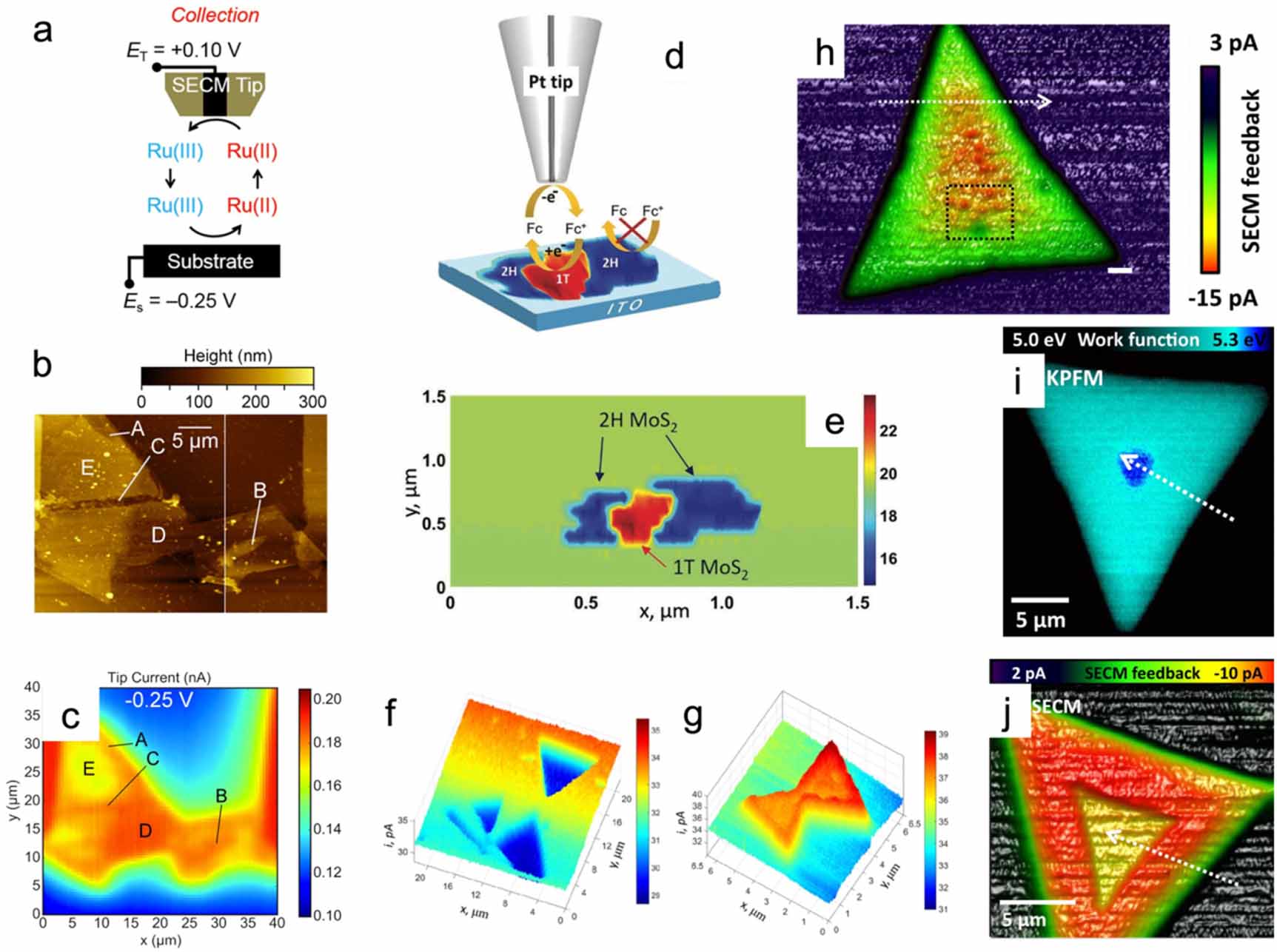 Transitional Polyhedral Microscope Scanning electrochemical probe microscopy investigation of two ...