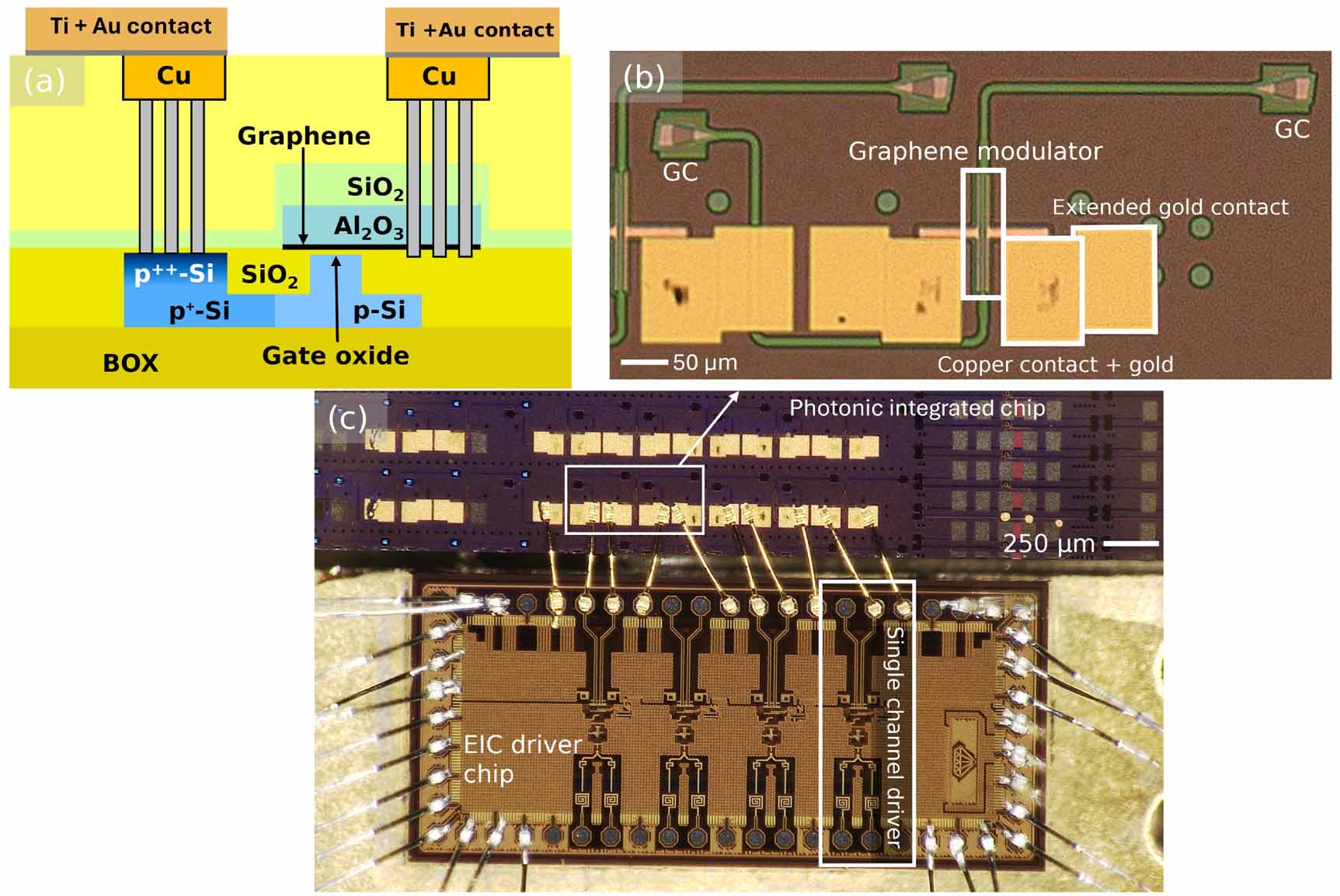 A 25 GBd co-integration demonstration of wafer-scale graphene modulator ...
