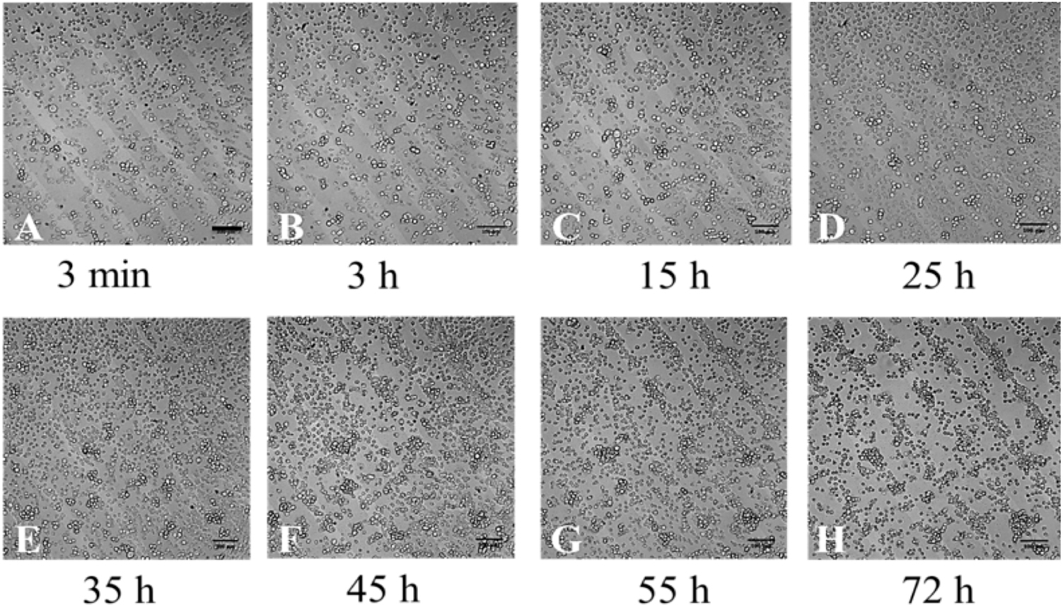 Cho Linear Pattern Adhesion and migration of CHO cells on micropatterned single layer ...