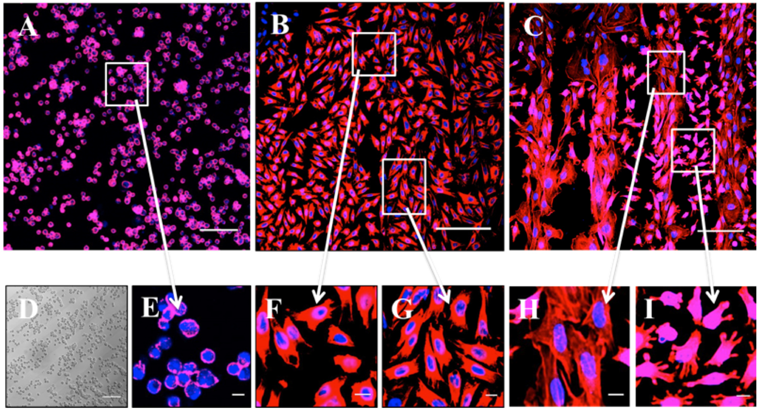 Cho Linear Pattern Adhesion and migration of CHO cells on micropatterned single layer ...
