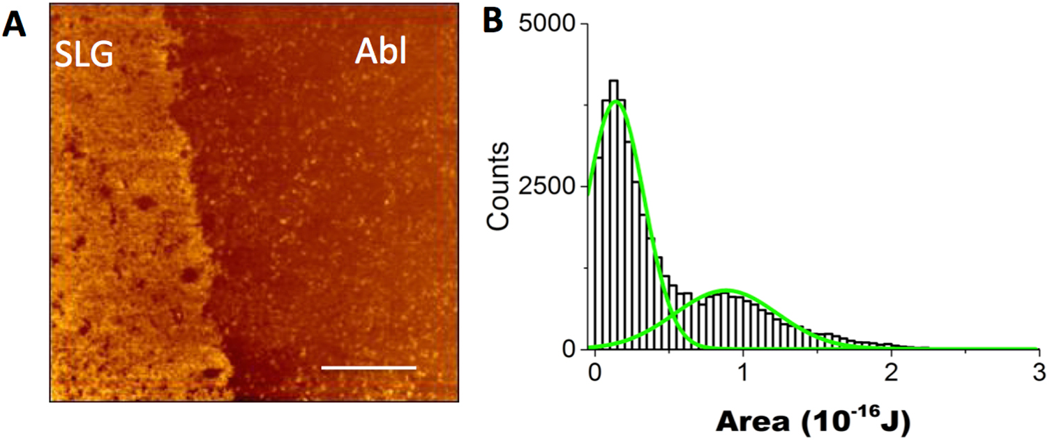 Cho Linear Pattern Adhesion and migration of CHO cells on micropatterned single layer ...
