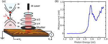 Observation of bright and dark exciton transitions in monolayer MoSe2 ...