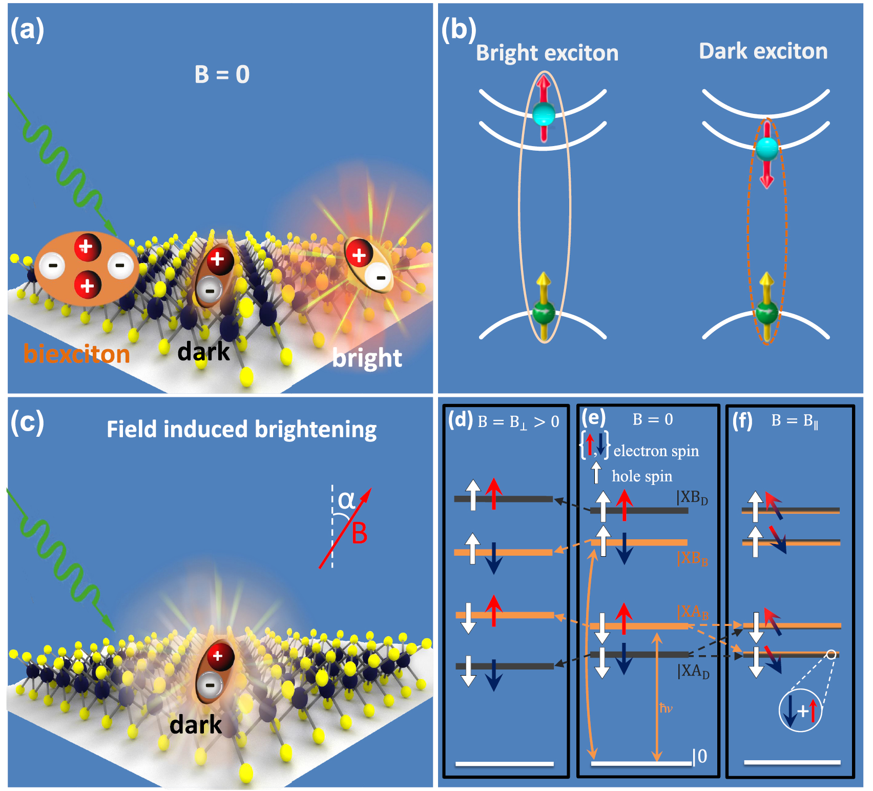Controlling valley splitting and polarization of dark- and bi-excitons ...