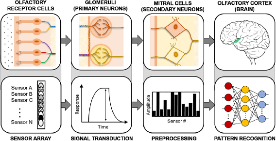 Chemical sensor systems based on 2D and thin film materials - IOPscience